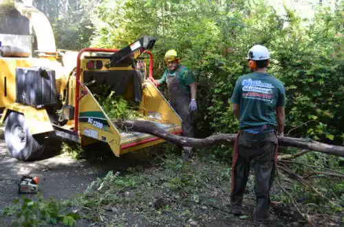 tree services Fish Hawk